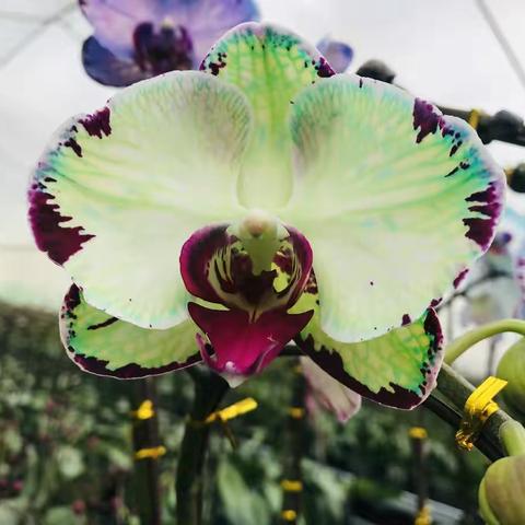 2020年“大湾区兰业”年宵花预定中