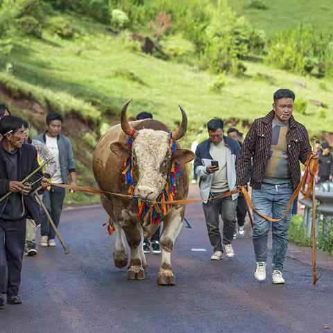 火把节上的民俗比赛