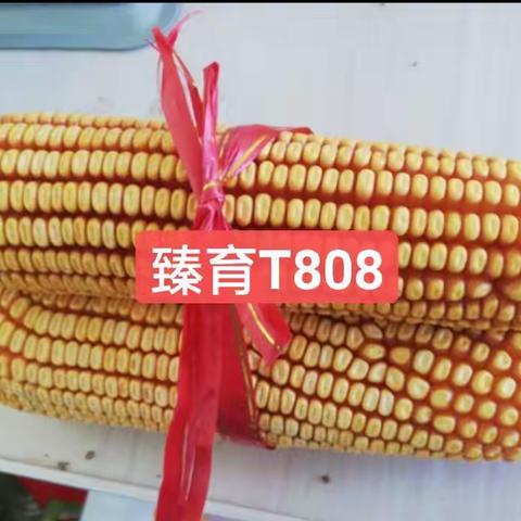 鑫泰丰的玉米优质品种之一臻育T808值得信赖的好产品！
