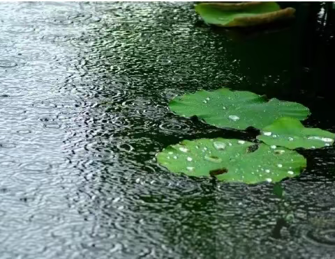 夏天的雨，落到了孩子们的文章里（第一辑）