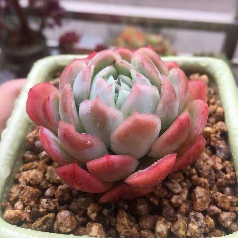 此肉非彼肉