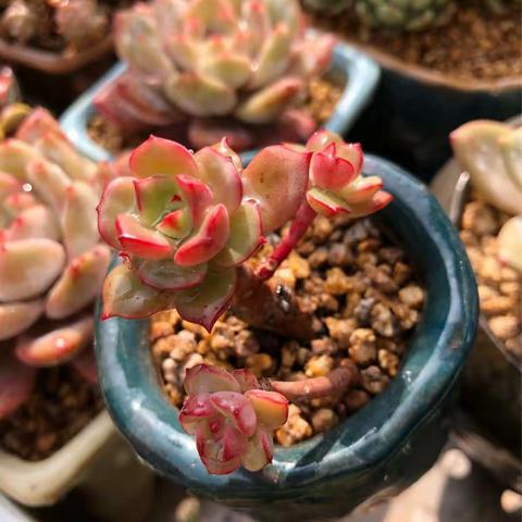 它的美让人陶醉