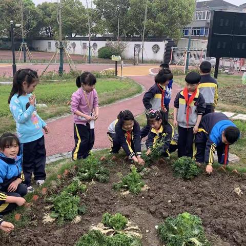 清明前后  种瓜点豆——菱湖五小劳动实践之种植篇