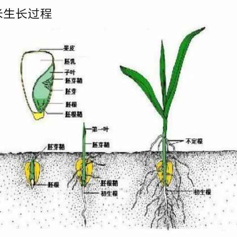 包包小海豚🐬幼儿园体验式课堂： 有幸“玉”见🌽“米”中作乐😁