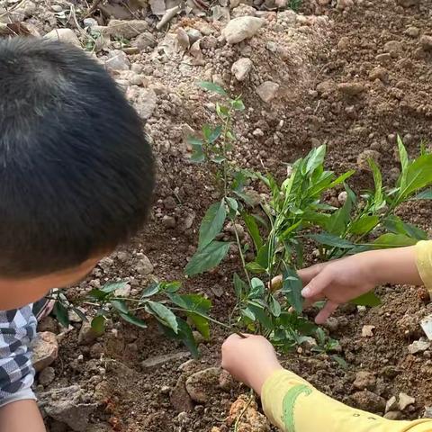 白龙桥第二小学  徐海翔