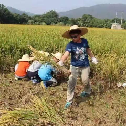 四平市中央东路小学校“快乐劳动 拾趣丰收”主题活动