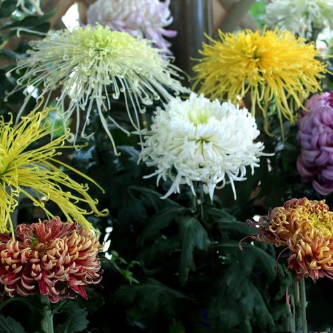 菊颂