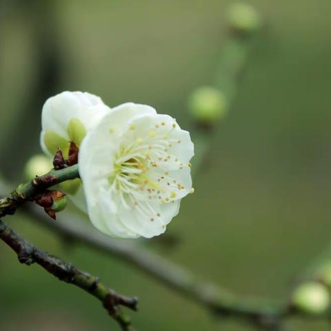 梅