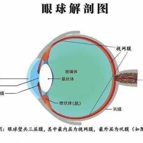 “爱眼护眼——预防近视”知识宣传