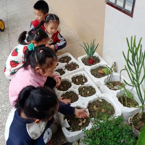 新桥镇中心幼儿园大一班第七周精彩回顾