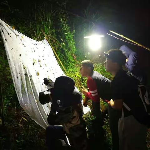 2021野趣虫友雅安科考营蛾调记录