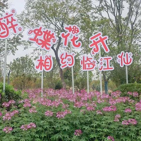 赏花、游园，庆国庆