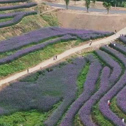 百花岭的马鞭草