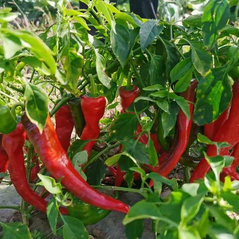 卧罗迪村发展绿色产业辣椒酱纪实