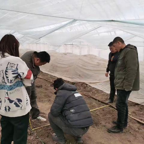 卧罗迪村新时代文明实践葡萄大棚套种马铃薯助力产业发展进行时