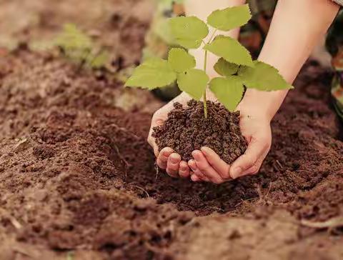 劳动创造美，实践促成长——合浦县石康镇顺塔小学劳动实践活动