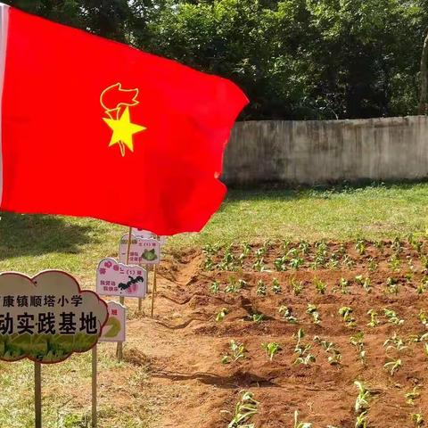 快乐种植，幸福收获——合浦县石康镇顺塔小学劳动实践活动