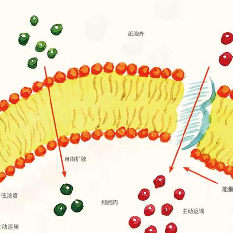 【汽开区六中·课程动态】 化学尖峰信步者（第16期）——你的身体竟是一座化学工厂？！