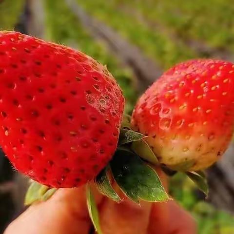 “亲近自然，快乐采摘”———一八五团中学开展采摘草莓实践活动