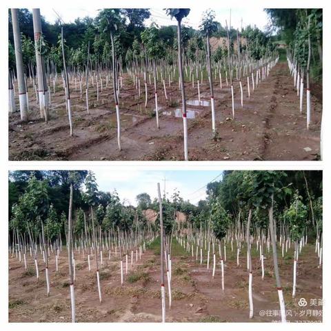 王峪景区服务中心统筹推进“六乱”整治