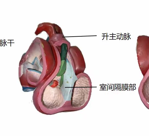 心血管A1-8