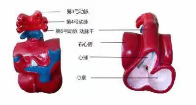 心血管（A1-5）