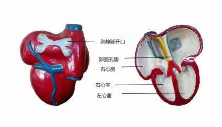 心血管（A1-4）