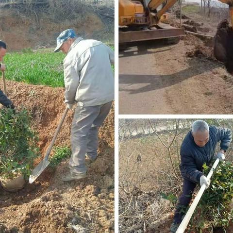 【贯彻落实党的二十大精神】补植补栽增春色 人居环境再提升