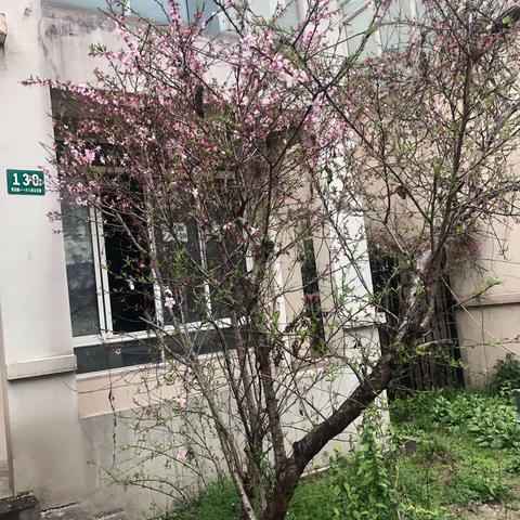 李荷的康桥半岛