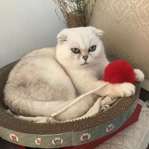 接猫咪“棉花” 回家