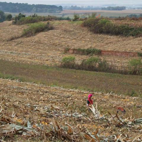 中山私立学校   田园劳动实践    丰收快乐前行
