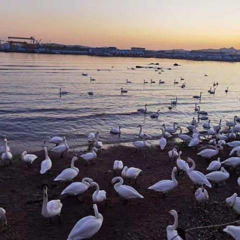 荣城天鹅湖