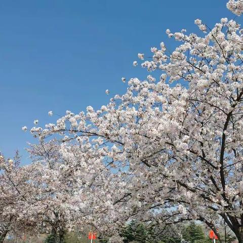 有态度有温度的教育力量——围子初中六年级停课不停学第8周总结