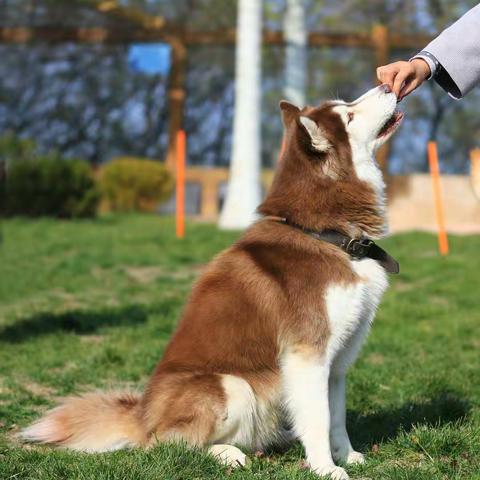 跑马岭家犬的天地