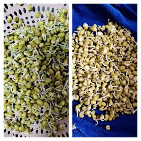 记录生活小美好四（1）班