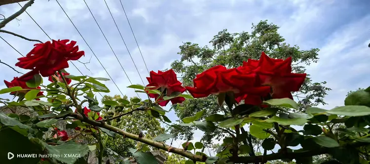 月季花卉基地