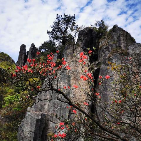 登白菊花尖小记