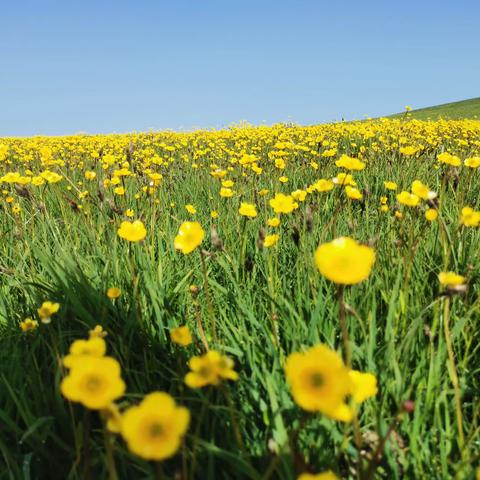 2022年新疆徒步活动--喀拉峻大草原六天穿越（时间： 6月9日-16日）