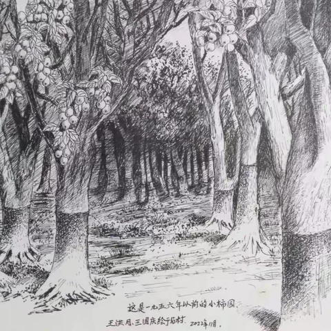 《家乡的柿树园》