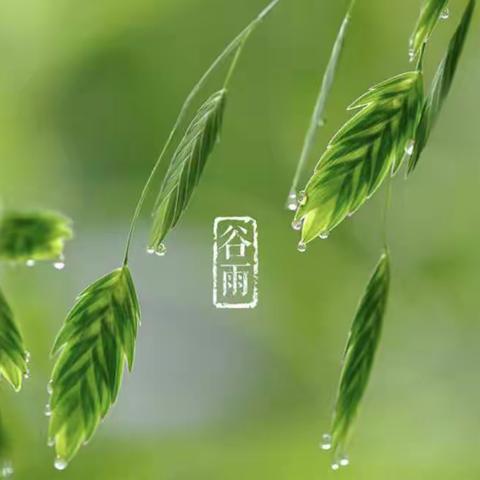 中班二十四节气——谷雨主题活动