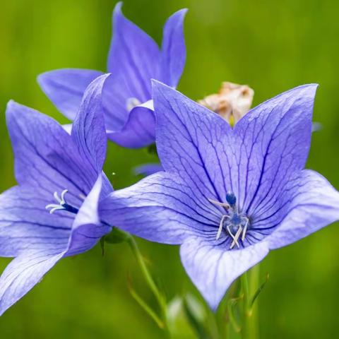 桔梗花开竞芬芳