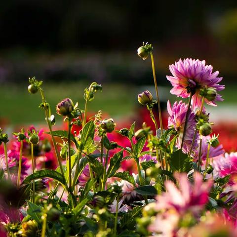 百花园里百花艳