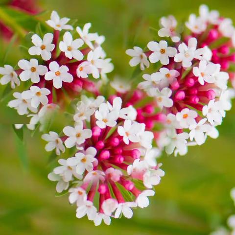 狼毒花