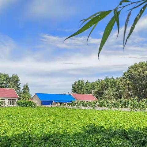 夏日碧林北方村