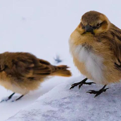 米拉山口的棕颈雪雀