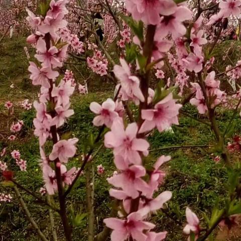 桃花朵朵开