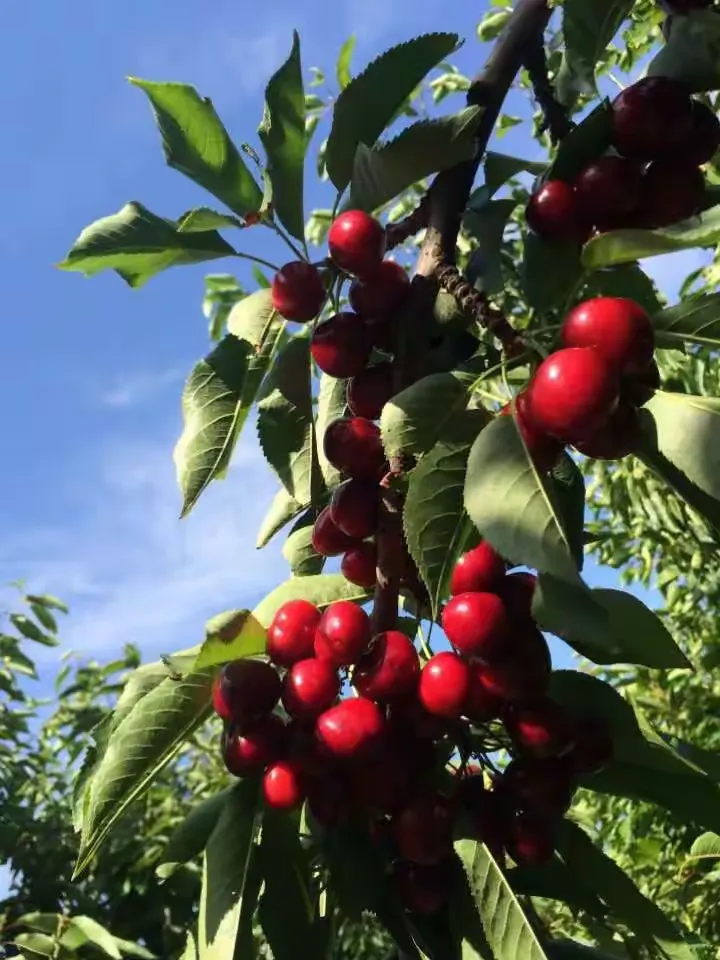 美国见闻(十二)加州樱桃