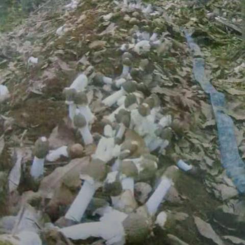 产业带动经济，助力精准扶贫——竹荪项目宣传篇二