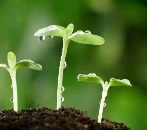 植物生长过程记录