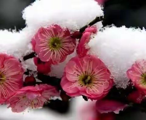 今日小寒 | 一岁最寒时 风吹腊梅香